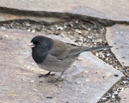 Dark eyed Junco Oregon Group 5820